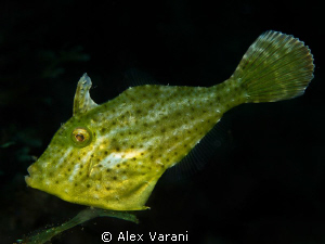 Green in Lembeh by Alex Varani 